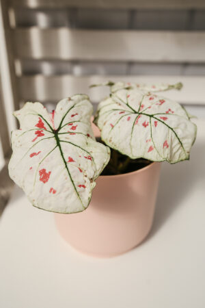 Caladium strawberry star