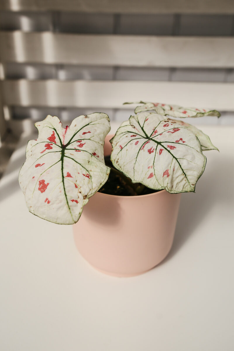 Caladium strawberry star