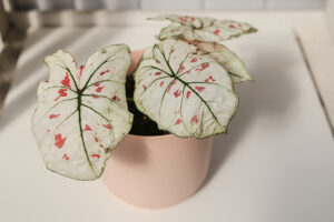 Caladium strawberry star