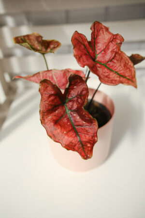 Caladium ‘Valentina’