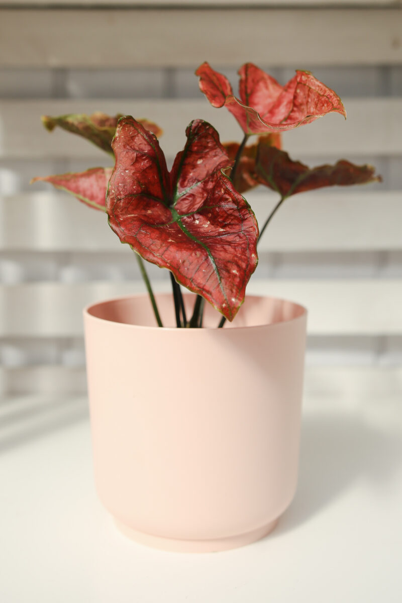 Caladium ‘Valentina’