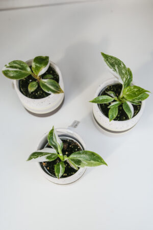 3PAK białych philodendronów : white princess, white wizzard, white knight