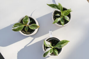 3PAK białych philodendronów : white princess, white wizzard, white knight