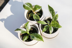 3PAK białych philodendronów : white princess, white wizzard, white knight