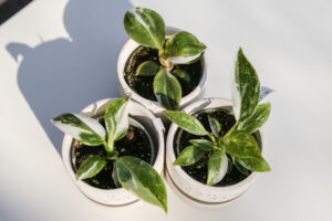 3PAK białych philodendronów : white princess, white wizzard, white knight