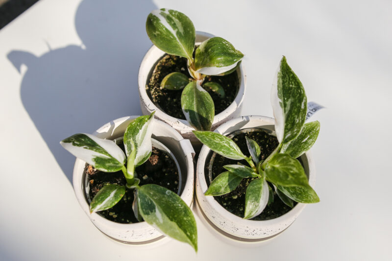 3PAK białych philodendronów : white princess, white wizzard, white knight