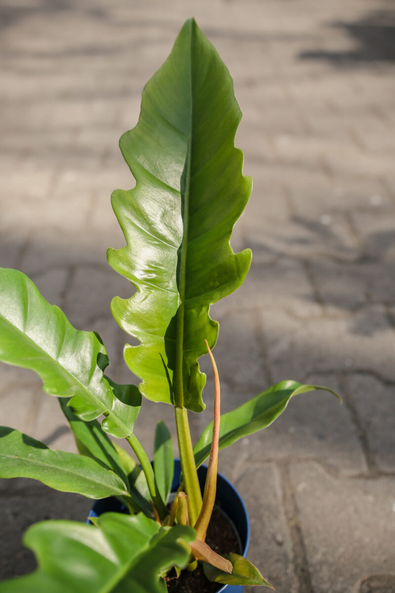 Philodendron Narrow