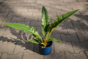 Philodendron Narrow