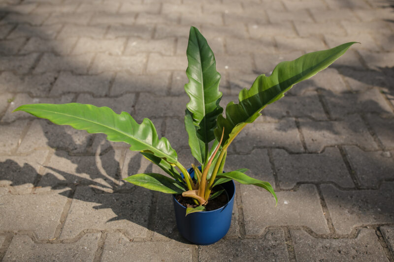 Philodendron Narrow