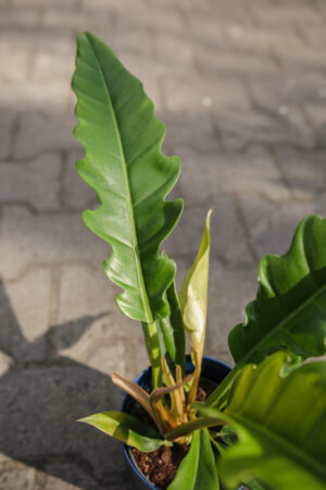 Philodendron Narrow