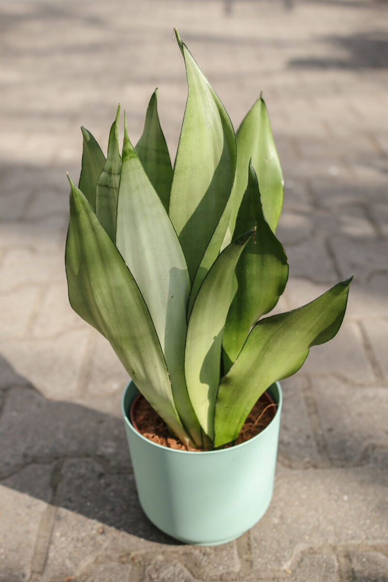 Sansewieria ‘Moonshine’