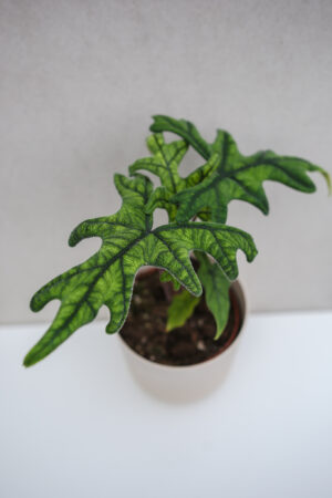 Alocasia Jacklyn