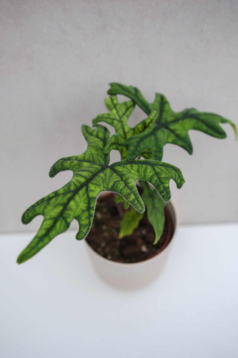 Alocasia Jacklyn