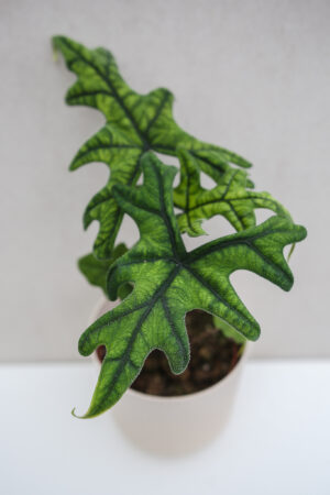 Alocasia Jacklyn