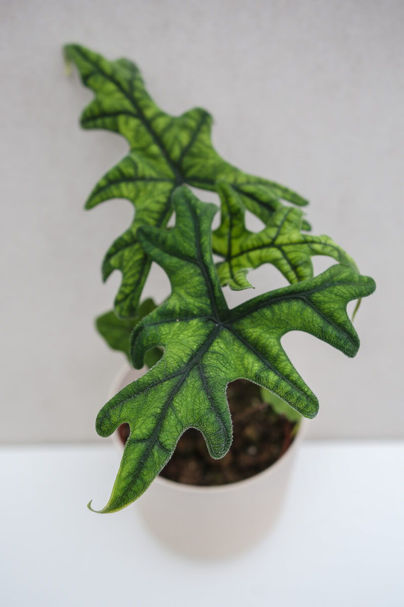 Alocasia Jacklyn
