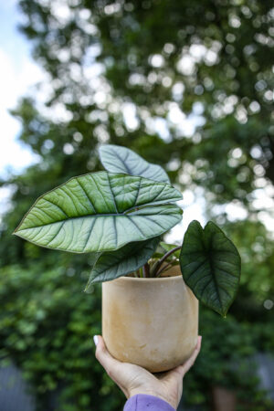 Alocasia Platinum