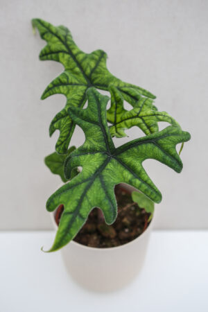 Alocasia Jacklyn