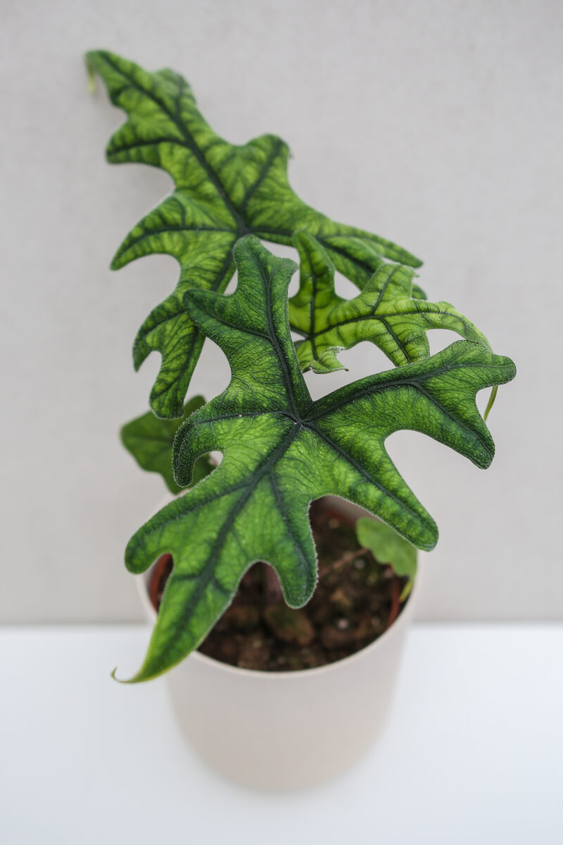 Alocasia Jacklyn