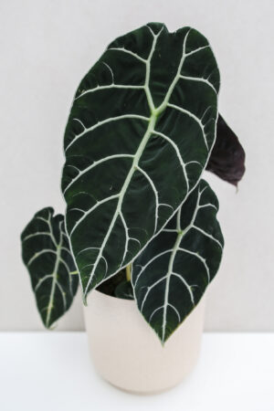 Alocasia Watsoniana