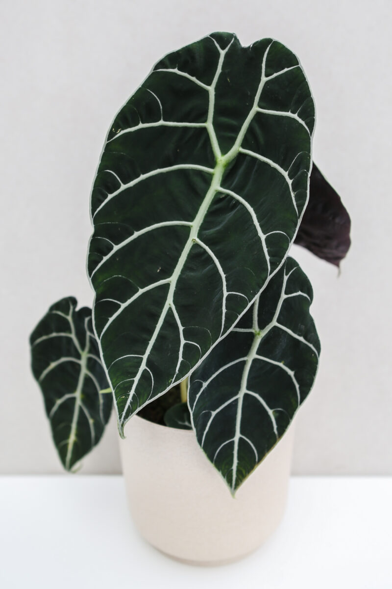 Alocasia Watsoniana