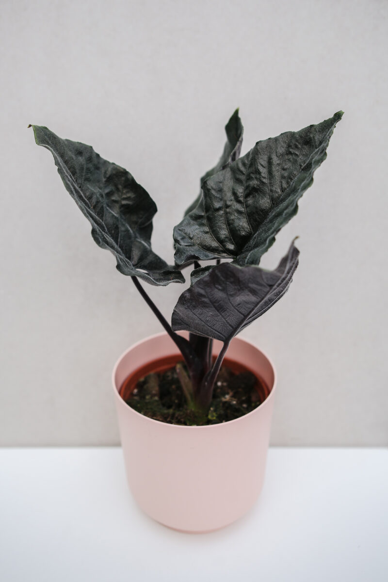 Alocasia Antoro Velvet