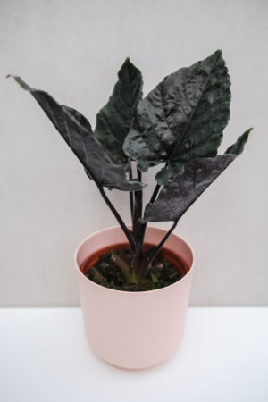 Alocasia Antoro Velvet
