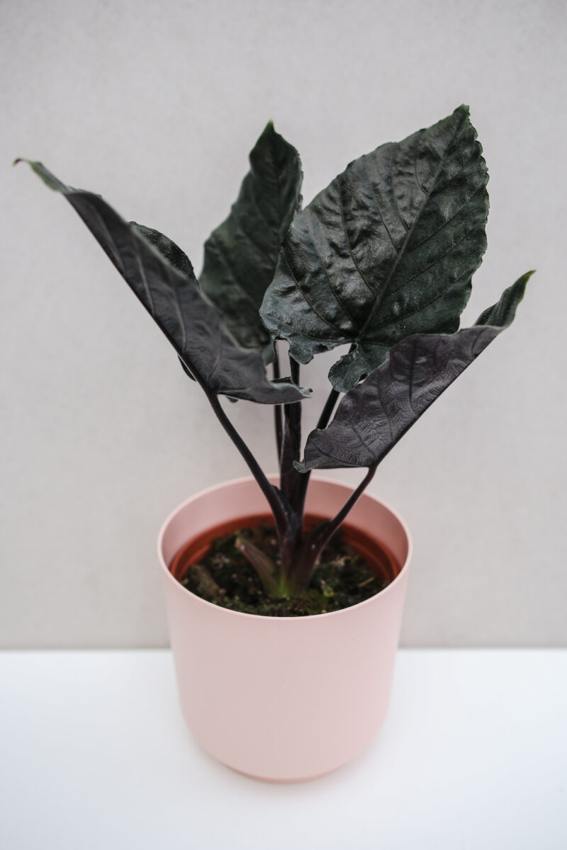 Alocasia Antoro Velvet