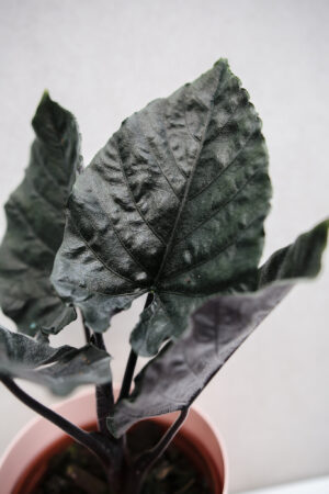 Alocasia Antoro Velvet