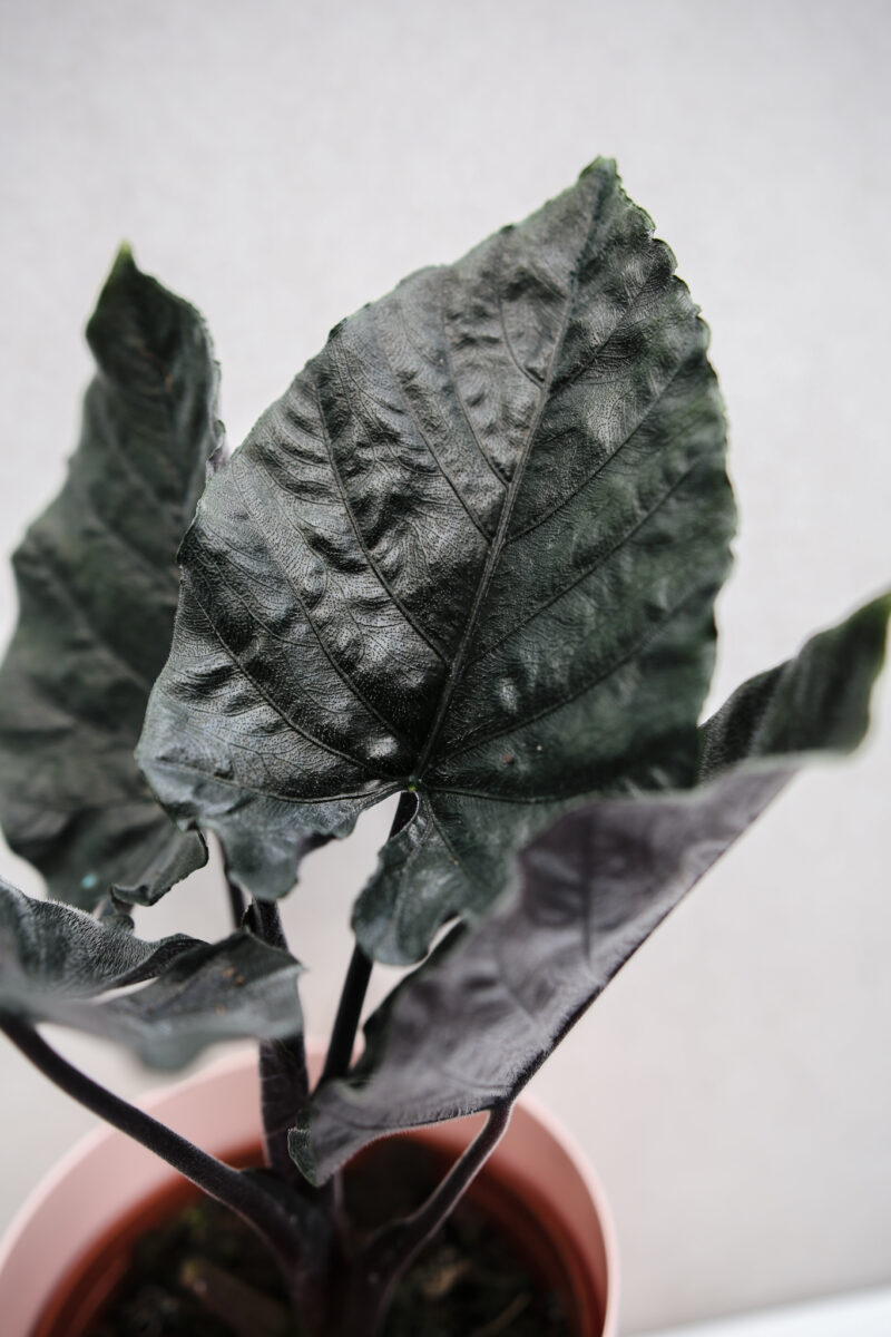 Alocasia Antoro Velvet