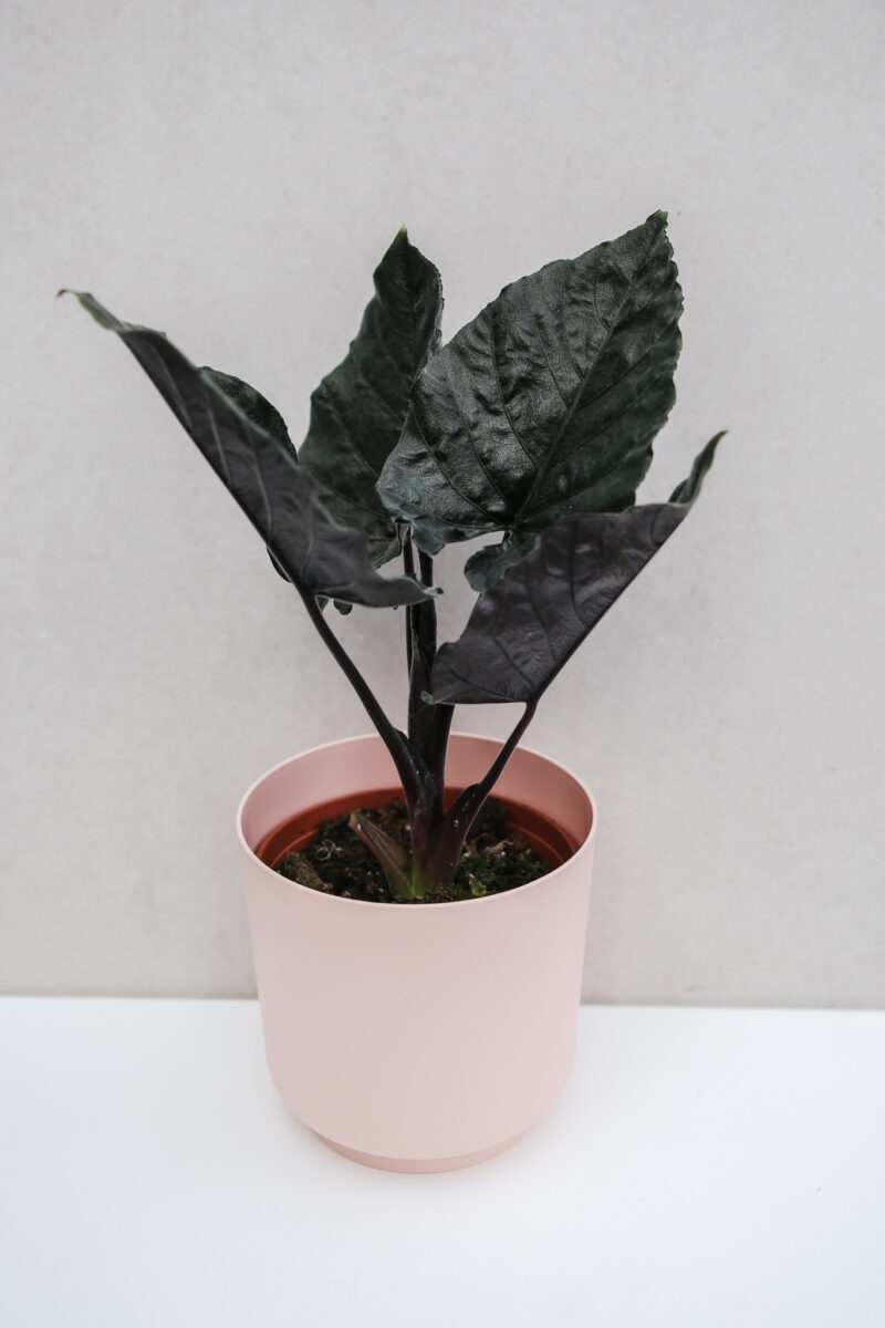 Alocasia Antoro Velvet