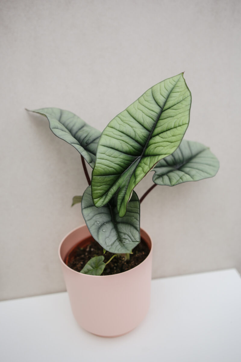 Alocasia Platinum