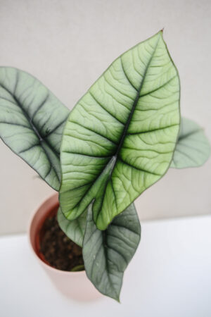 Alocasia Platinum