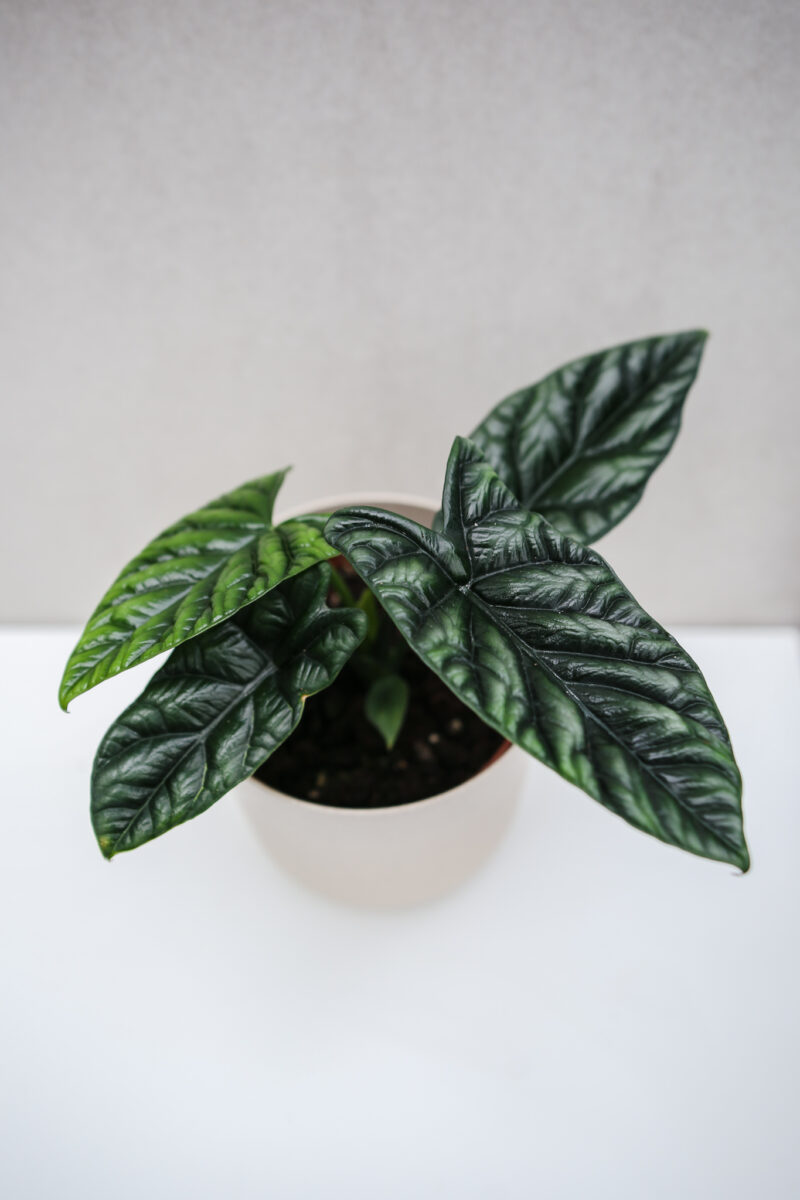Alocasia Sinuata