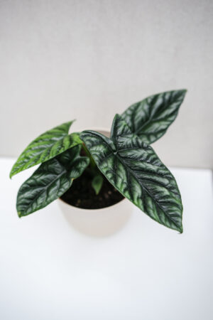 Alocasia Sinuata