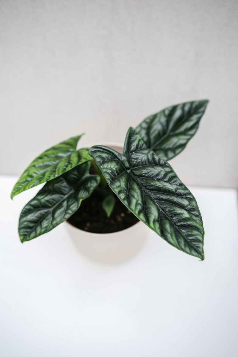 Alocasia Sinuata