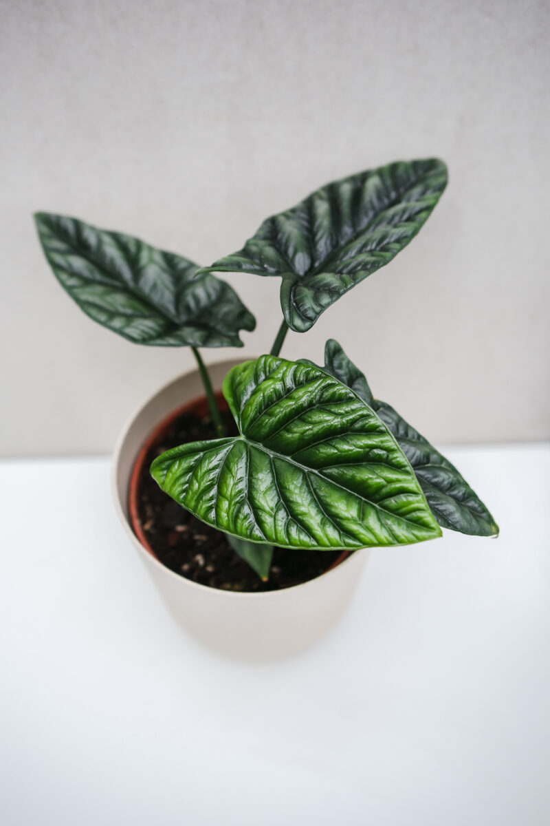 Alocasia Sinuata