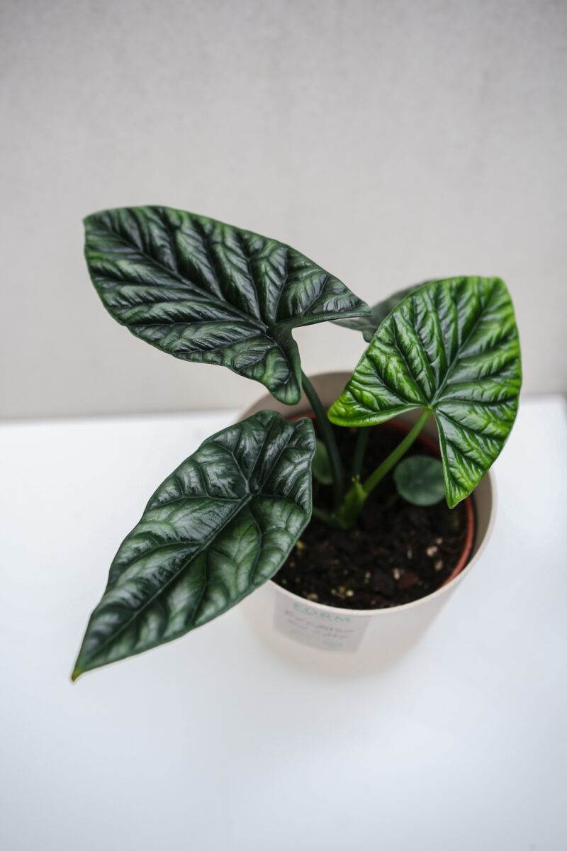 Alocasia Sinuata