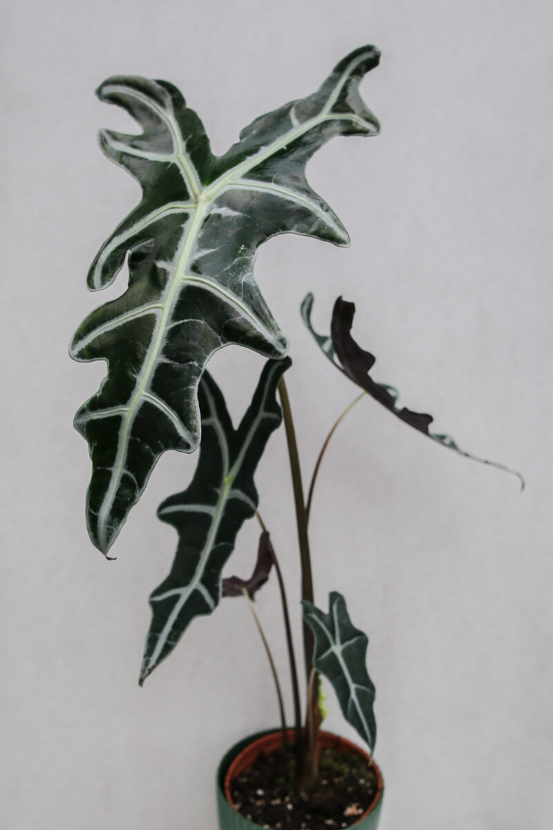 Alocasia Sanderiana Nobilis