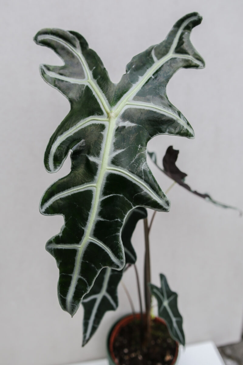 Alocasia Sanderiana Nobilis