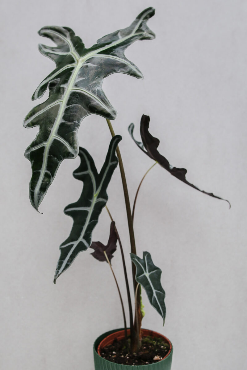Alocasia Sanderiana Nobilis