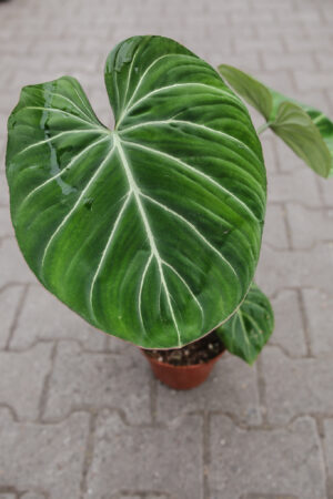 Philodendron Gloriosum