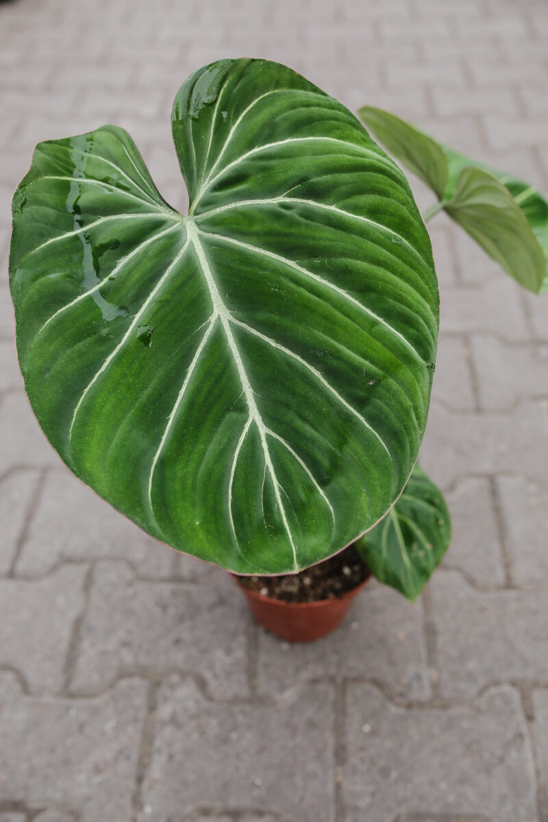 Philodendron Gloriosum