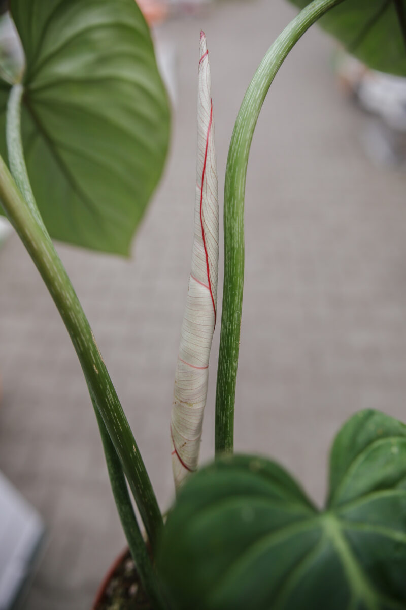 Philodendron Gloriosum