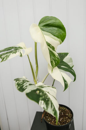 Monstera Variegata 9
