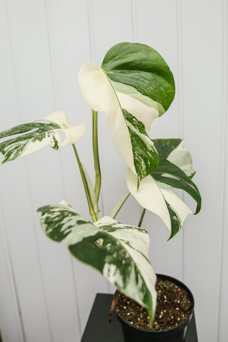 Monstera Variegata 9