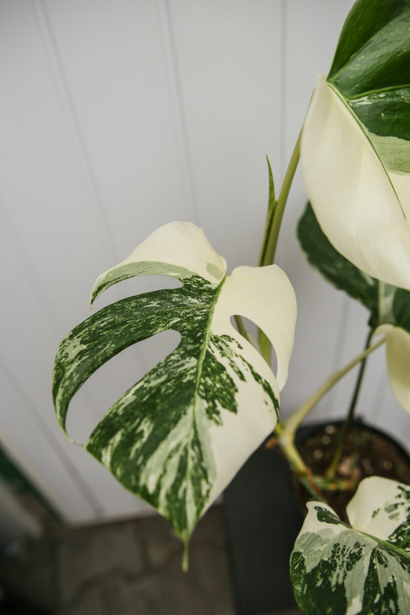 Monstera Variegata 9