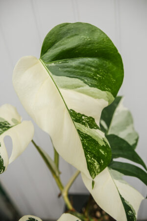Monstera Variegata 9