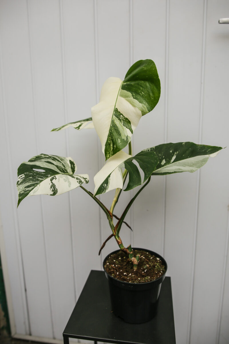 Monstera Variegata 9