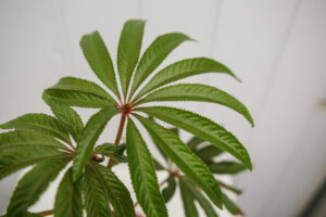 Begonia Luxurians