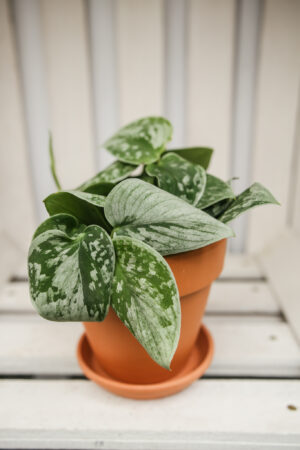 Scindapsus Silver Ann